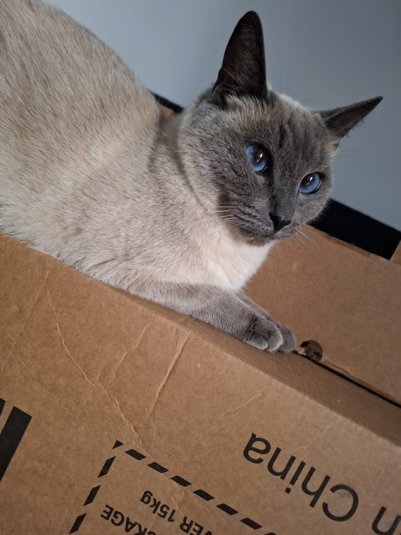 Gatto 1